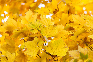 the leaves on the tree in nature in autumn