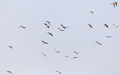 a flock of seagulls in the sky at sunset