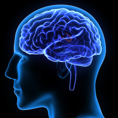 Obraz premium 3d illustration human body brain