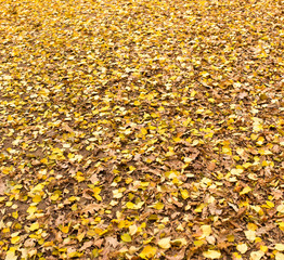 Leaves on the ground in the autumn nature