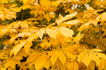 the leaves on the tree in nature in autumn