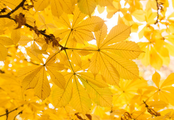 the leaves on the tree in nature in autumn