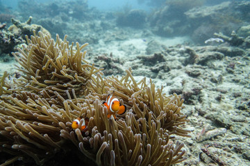 Fototapeta na wymiar Finding Nemo