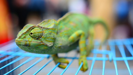 Camaleón © Hortigüela