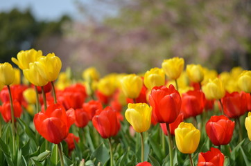 Obraz premium tulipas vermelhas e amarelas