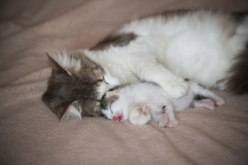 Cat sleeping with kitten and hugs him