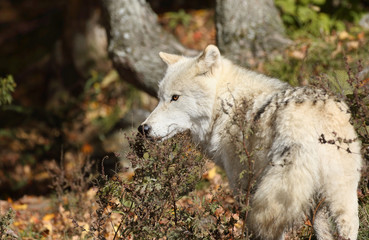 Obraz premium loup blanc dans les bois