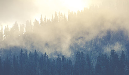 Fototapeta premium piękne górskie lasy pokrywające dużo mgły.