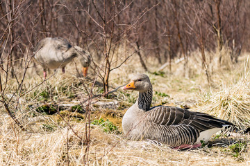 Greylag goose. It is present in Iceland from April to October, it brings eggs 4-7 between May and early July