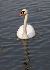 White swan on the lake in autumn