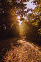 Obraz premium Herbstwald