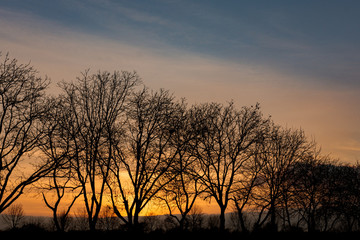 Row of trees in front of warm sunset
