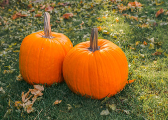 Orange pumpkin in green grass sun bright, top view . Autumn harvest Thanksgiving or Halloween. Beautiful ripe pumpkin closeup on green lawn. Whole pumpkin image for background 