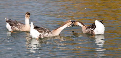 a flock of ducks on the lake in autumn