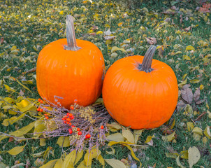 Orange pumpkin in green grass sun bright, top view . Autumn harvest Thanksgiving or Halloween. Beautiful ripe pumpkin closeup on green lawn. Whole pumpkin image for background or banner.