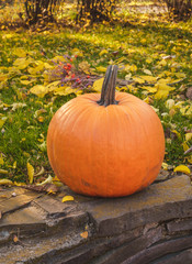 Orange pumpkin in green grass sun bright, top view . Autumn harvest Thanksgiving or Halloween. Beautiful ripe pumpkin closeup on green lawn. Whole pumpkin image for background or banner.