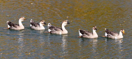 Fototapeta premium a flock of ducks on the lake in autumn