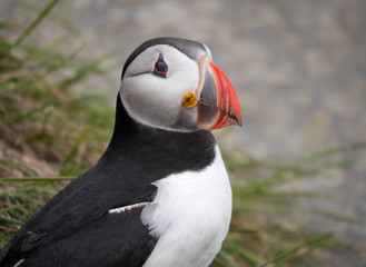 Papageitaucher in Island