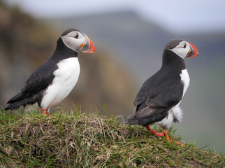 Papageitaucher in Island