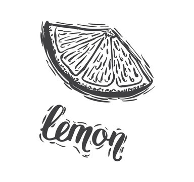 Hand drawn vector illustration Lemon sketch