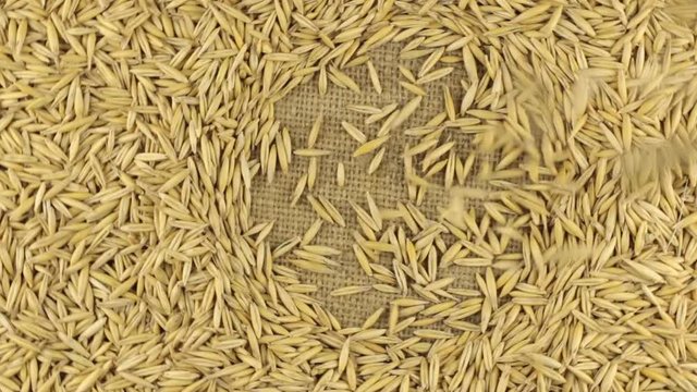 Falling oats grains on the rotating circle of oats lying on sackcloth.