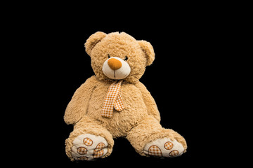 Bear soft toy isolated