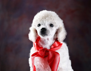 poodle