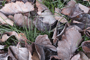 Leaves and grass with hoarfrost autumn morning.