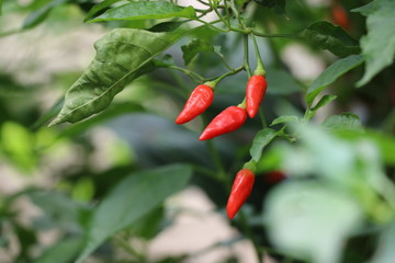Red chilies freshness on tree, spicy