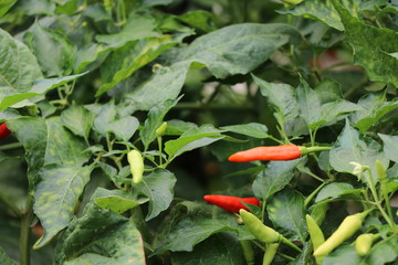 Red chilies freshness on tree, spicy