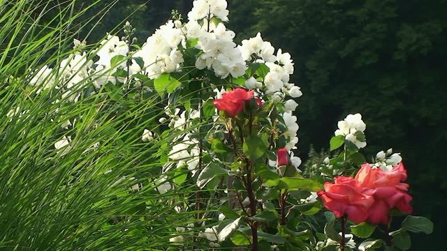 Ruhe bei den hellroten Rosen und dem Jasminstrauch - nur die Gr&auml;ser bewegen sich leicht