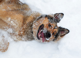 Head and shoulders of red dog rolling in snow