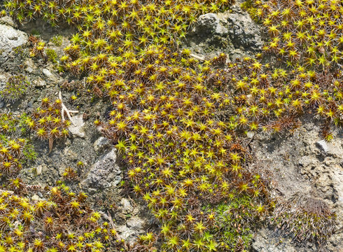 Background of plants sentrie rural (lat. Syntrichia ruralis) on the rocks