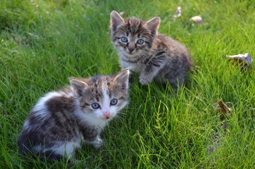 Naklejka na ściany i meble little kittens on the green lawn gray fluffy kittens