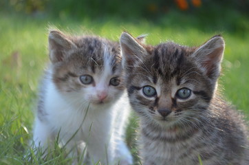 
little kittens on the green lawn
gray fluffy kittens