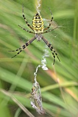 Wespenspinne (Argiope bruennichi) mit Beute
