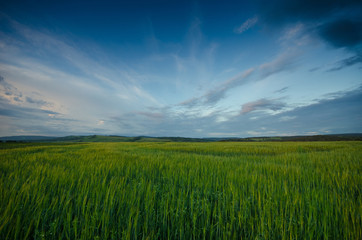 Sunset in summer, green grass and sky with clouds