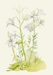 Watercolor sketch of white lilies on creamy background.