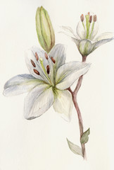 Watercolor white lilies botanical illustration on creamy background.