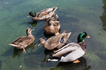 Mallard swimming in the water