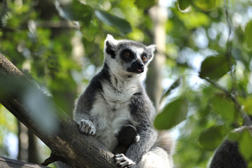 monkey in tree
