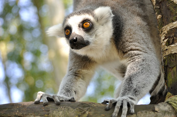 monkey in tree