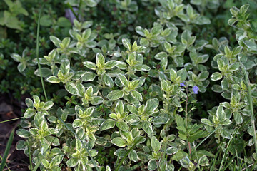Origanum vulgare variegated (oregano)