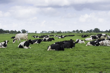 cows in the field in holland