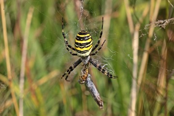 Wespenspinne (Argiope bruennichi) mit Beute

