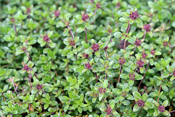 Thymus citriodorus (Lemon thyme or Citrus thyme)