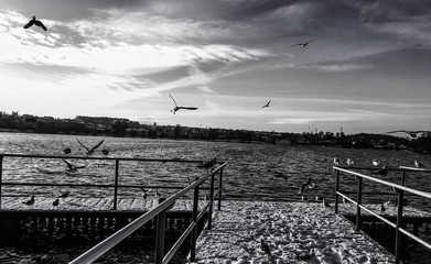 czarno białe ptaki nad jeziorem zimą, ptaki latają nad pomostem, grupa ptaków blisko brzegu