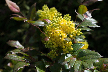 Flowers spring Mahonia aquifolium