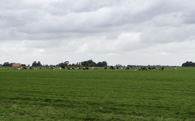 Fototapeta na wymiar group of cows in Holland