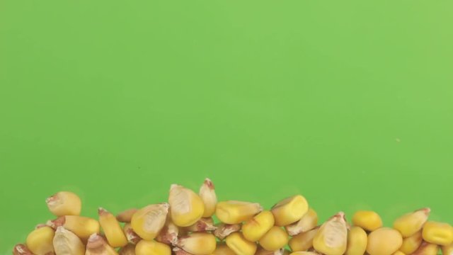 Falling grains of corn on a pile of corn on a green screen.